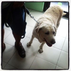 Jangga at Pooch Park