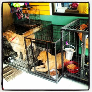 Jangga's housemates :)